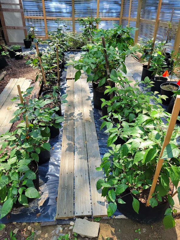 Black Panther Orange SUPER HOT Pepper 25-Seeds 1,100,000 Scoville Unique Creek