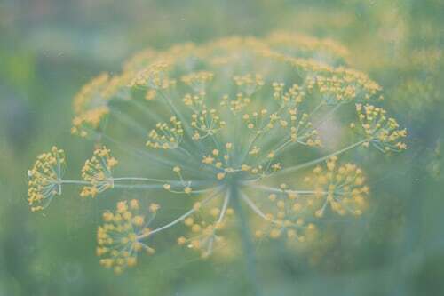 200 Seeds of Dill Dillweed Herb 100% organic US Grower