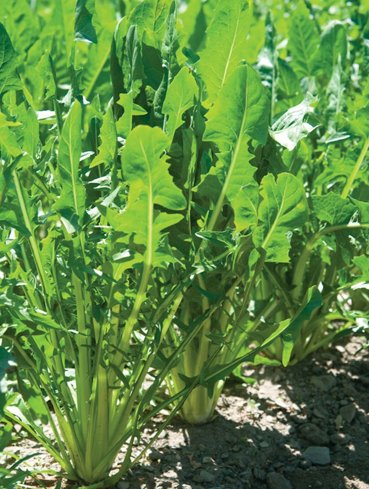 1000 Heirloom Italian Dandelion CATALOGNA EMERALD ENDIVE SEEDS
