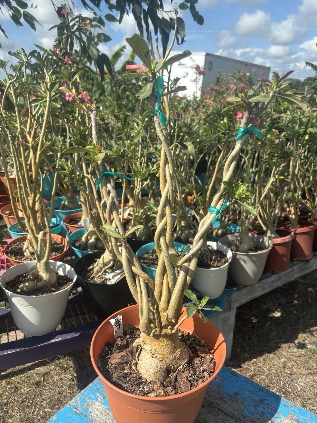 Adenium Obesum Desert Bareroot #13