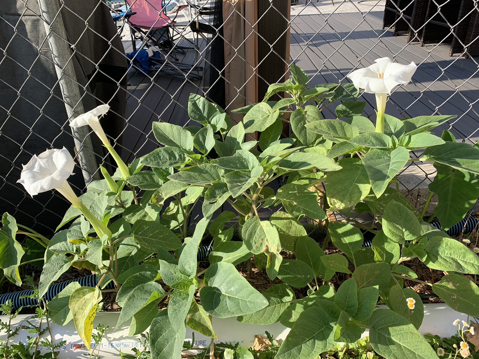 (200 SEEDS) White Moon Flower Angel’s Trumpet Day&Night Bloom Datura. 2023 Seeds