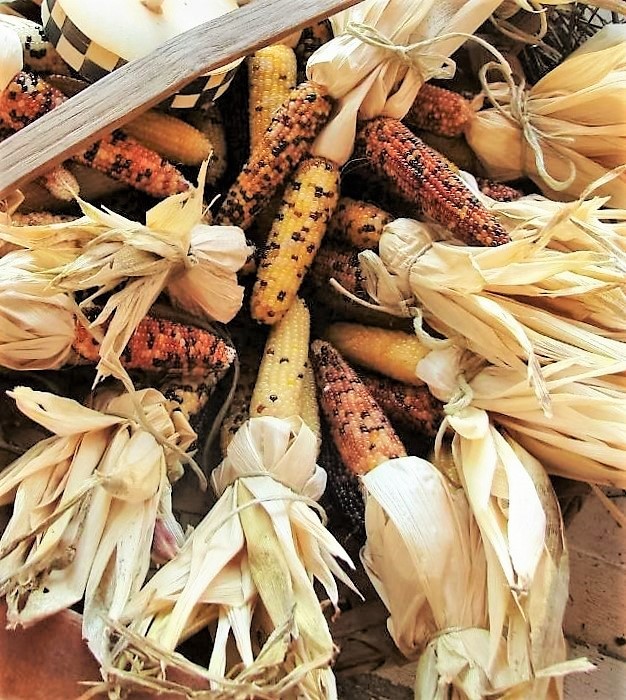 50 INDIAN MINI MIX CORN Miniature 4″ Ears Ornamental Zea Mays Vegetable SEEDS