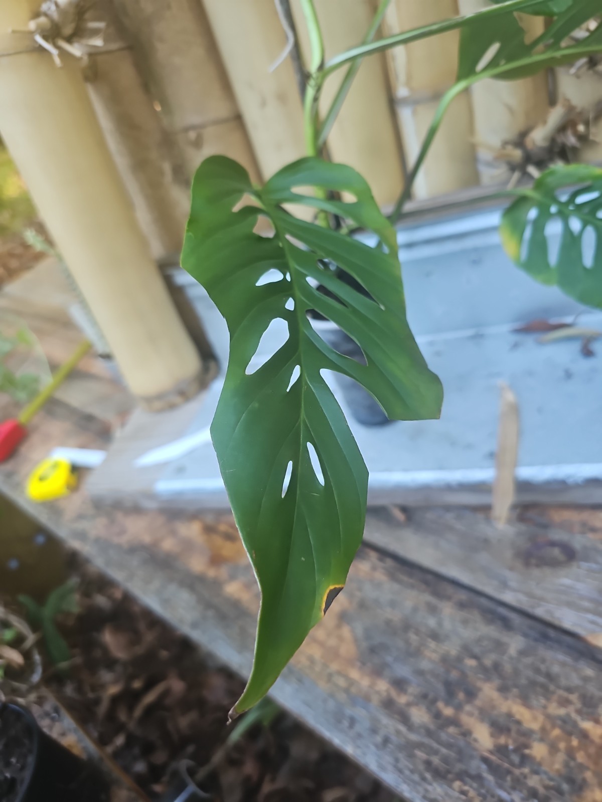 Monstera Adansonii Large Matured Top cutting rooted Live Plant W/ Flower