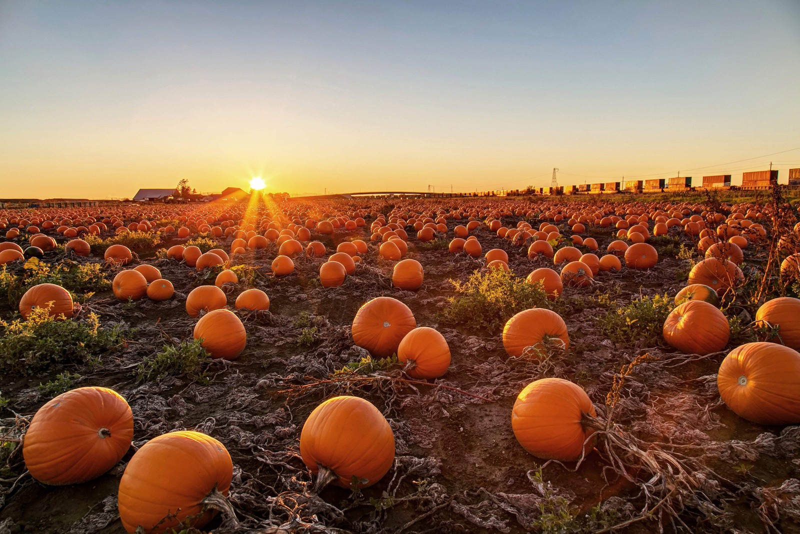40 SMALL SUGAR PUMPKIN Orange Pie or Carving Cucurbita Pepo Vegetable Seeds