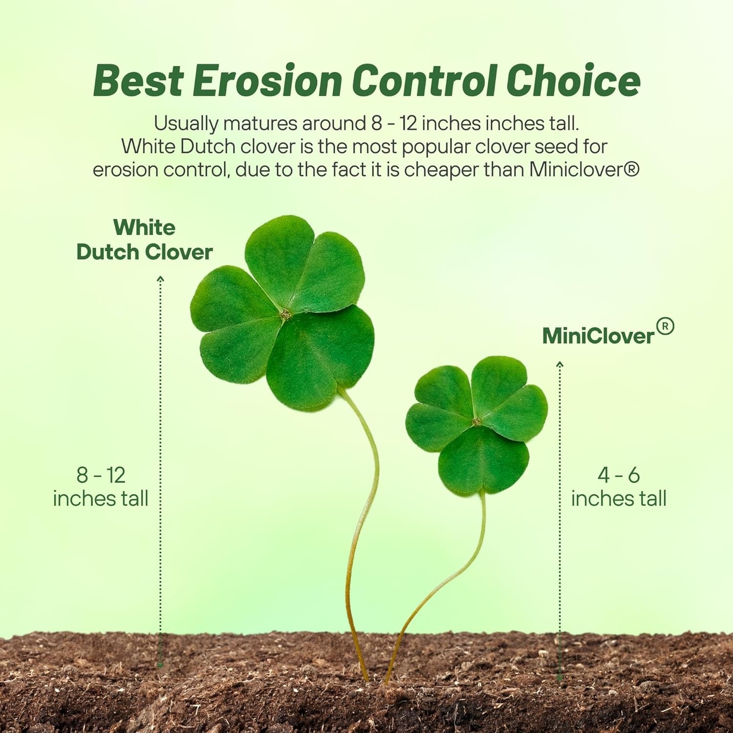 40 LBS – Inoculated White Dutch Clover Seeds For Planting, Lawns,