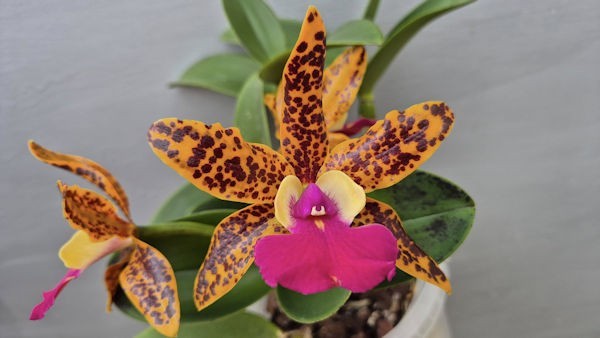 Cattleya Ctt Ratsima Spot X Ctt. Interglossa 2B18