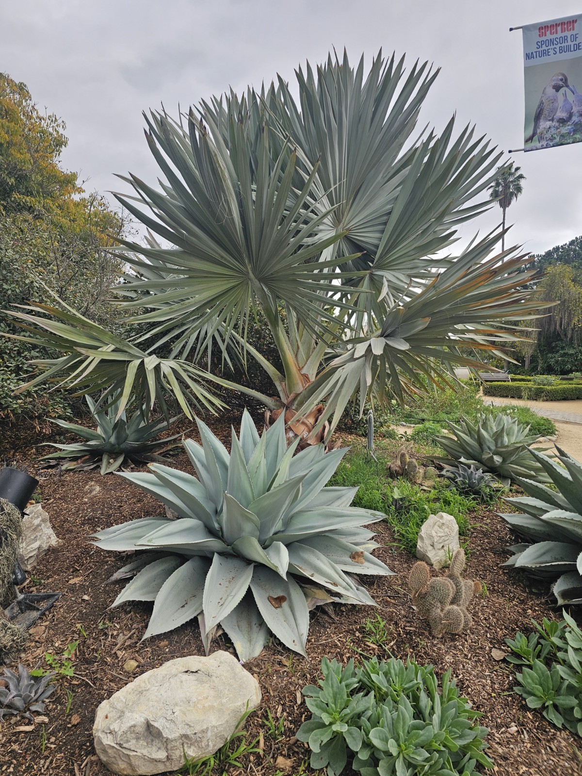 100 Agave Ovatifolia cv. ‘Vanzie’ Seeds (Whales tongue agave) [Cold Hardy 10F]