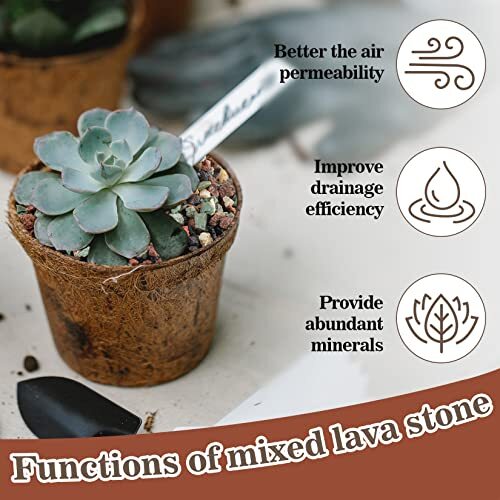 Succulent Rocks Bonsai Mix Succulent Potting Mix Lava Rocks Cactus Potting Mix