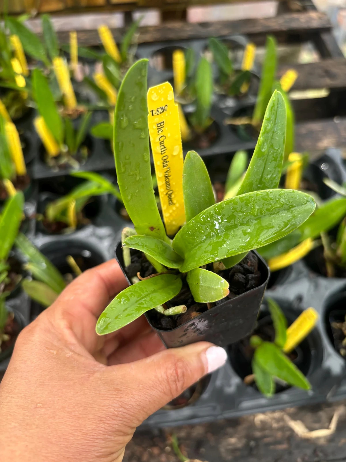 Blc cherry kiss