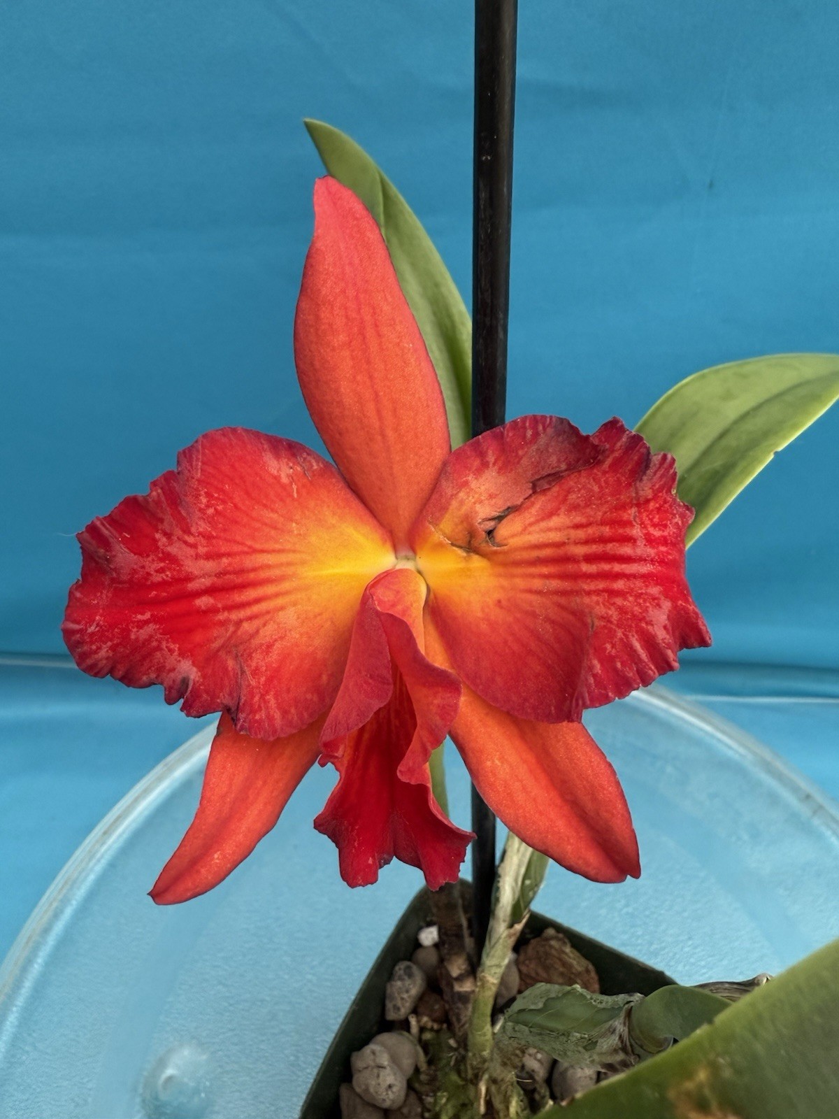 Rth. Happy Happy Joy Joy ’Kilauea’ Orange Red Yellow Blooming Orchid Eros 4” Pot