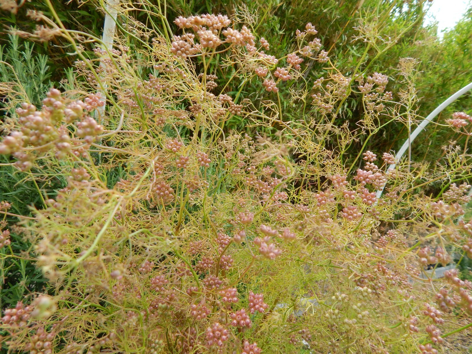 CILANTRO / CORIANDER HERB – 100 Fresh Seeds – FREE Shipping
