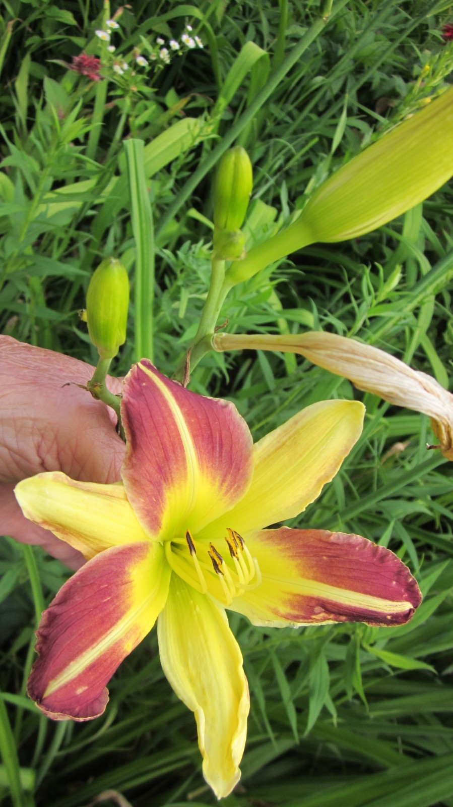 8 mixed Daylily – Lily- BARE ROOTED PLANTS. orange red yellow and bi color