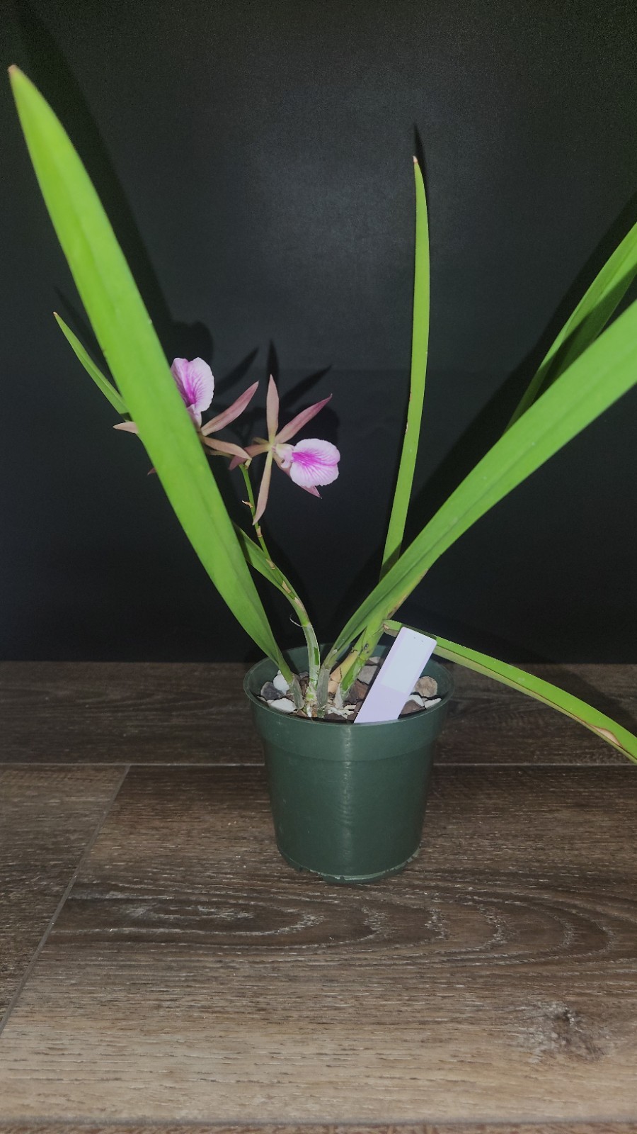 Encyvola Jairak Treasure ‘Brown Bird’ 3.5″ Pot BS Division