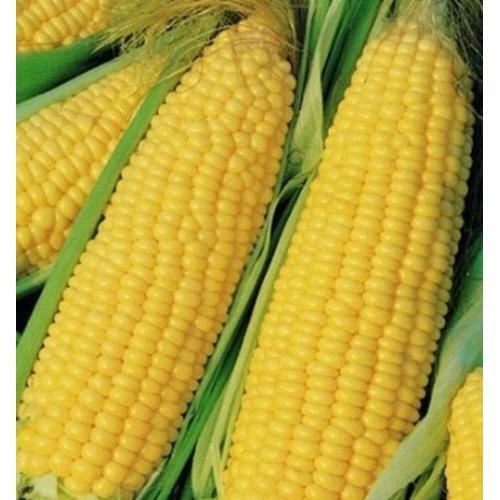 Trucker’s Favorite Yellow Corn Seeds 25 Ct Vegetable Garden Heirloom NON-GMO