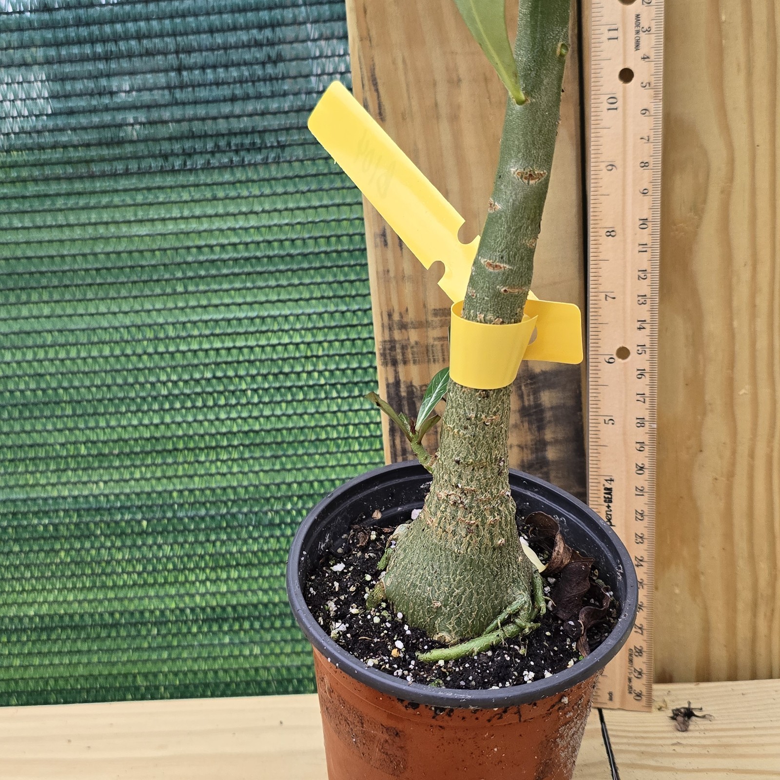 B104: Exotic Desert Rose Plant/ Adenium/ Rosa del Desierto/ Original from Seed