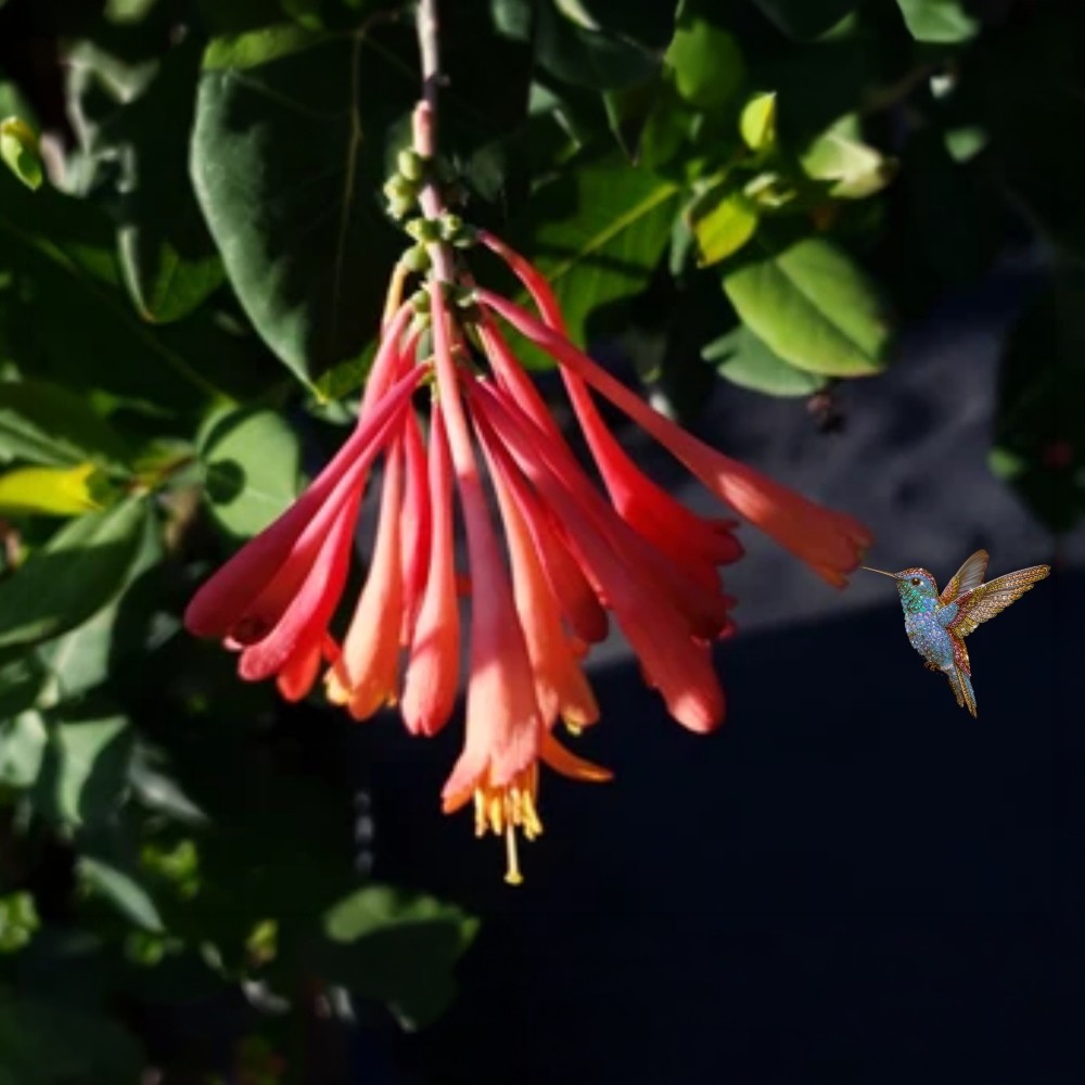 Coral Honeysuckle Vine Plant Bright Orange Flowers in Spring Florida Native