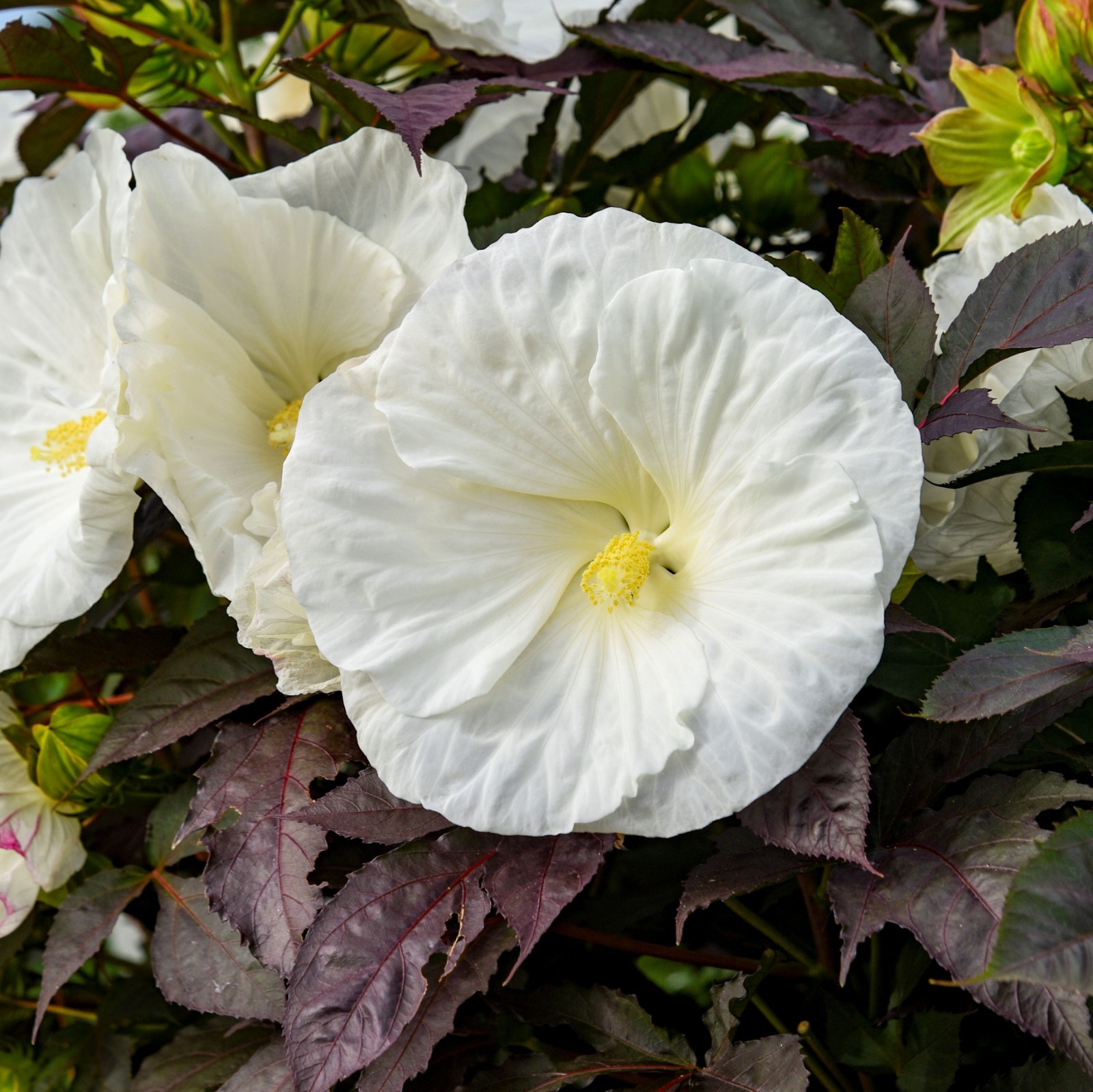bush hibiscus COOKIES & CREAM hardy perennial 2.5″ pot = 1 Live Potted Plant