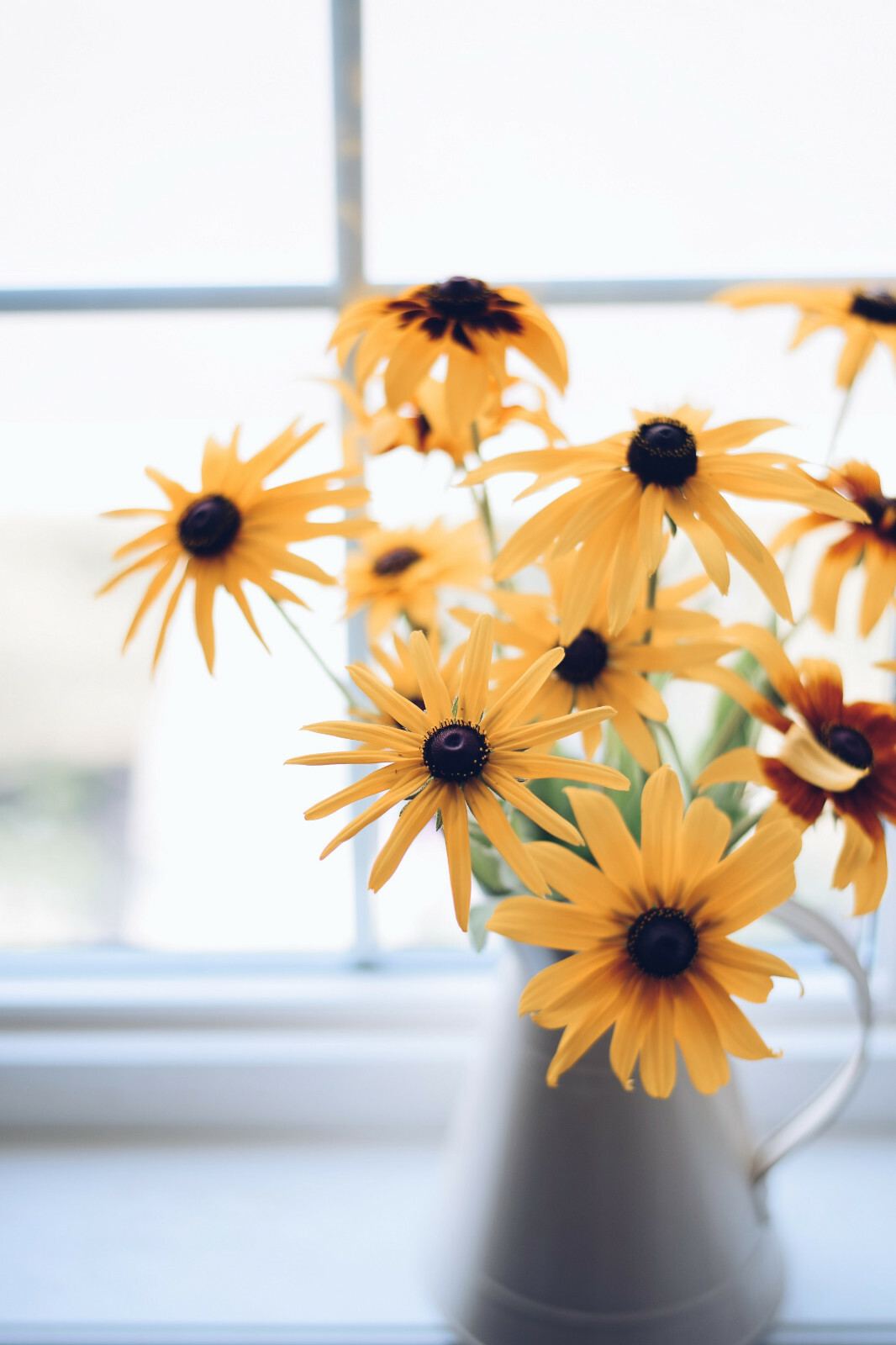 2,500+ Black Eyed Susan (Rudbeckia Hirta) Flower Seeds Yellow FREE SHIPPING