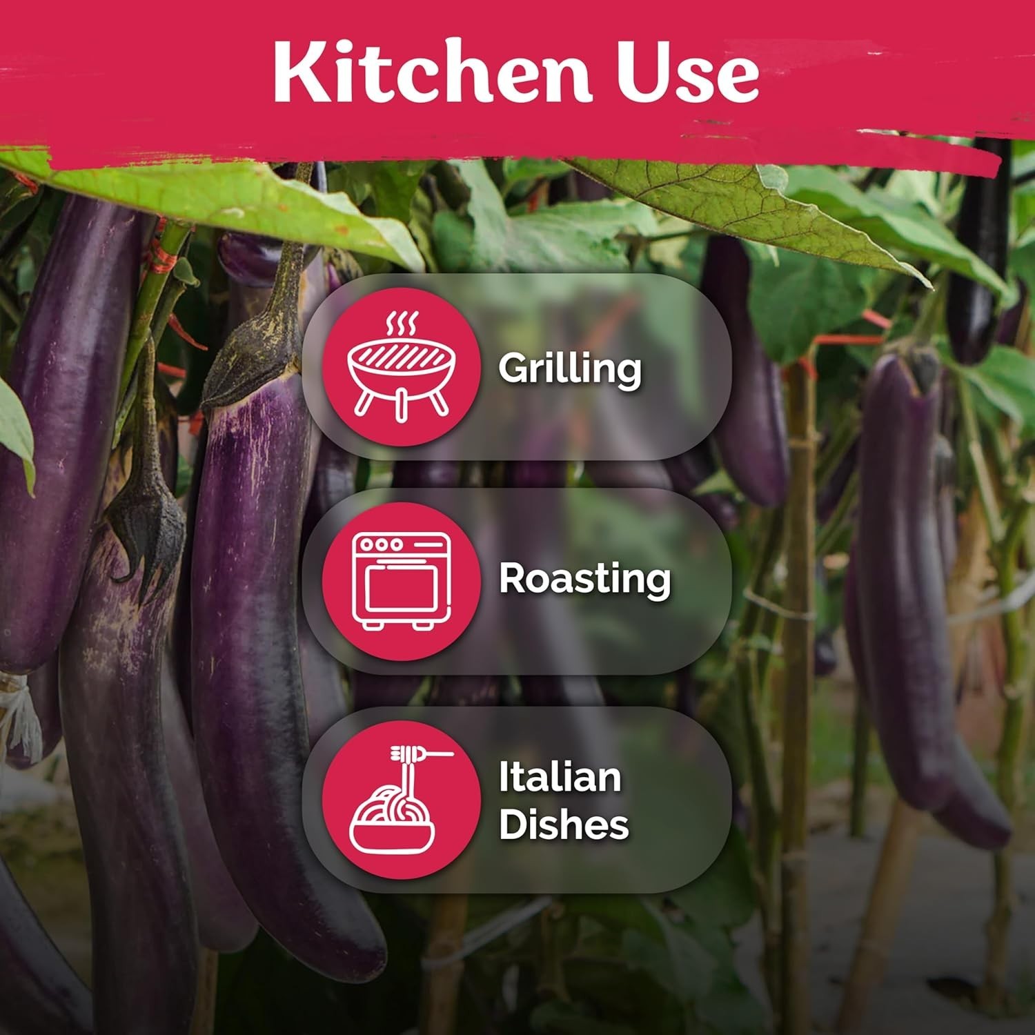 175 Long Purple Italian Eggplant Seeds – Ideal for Container Gardens & Beds