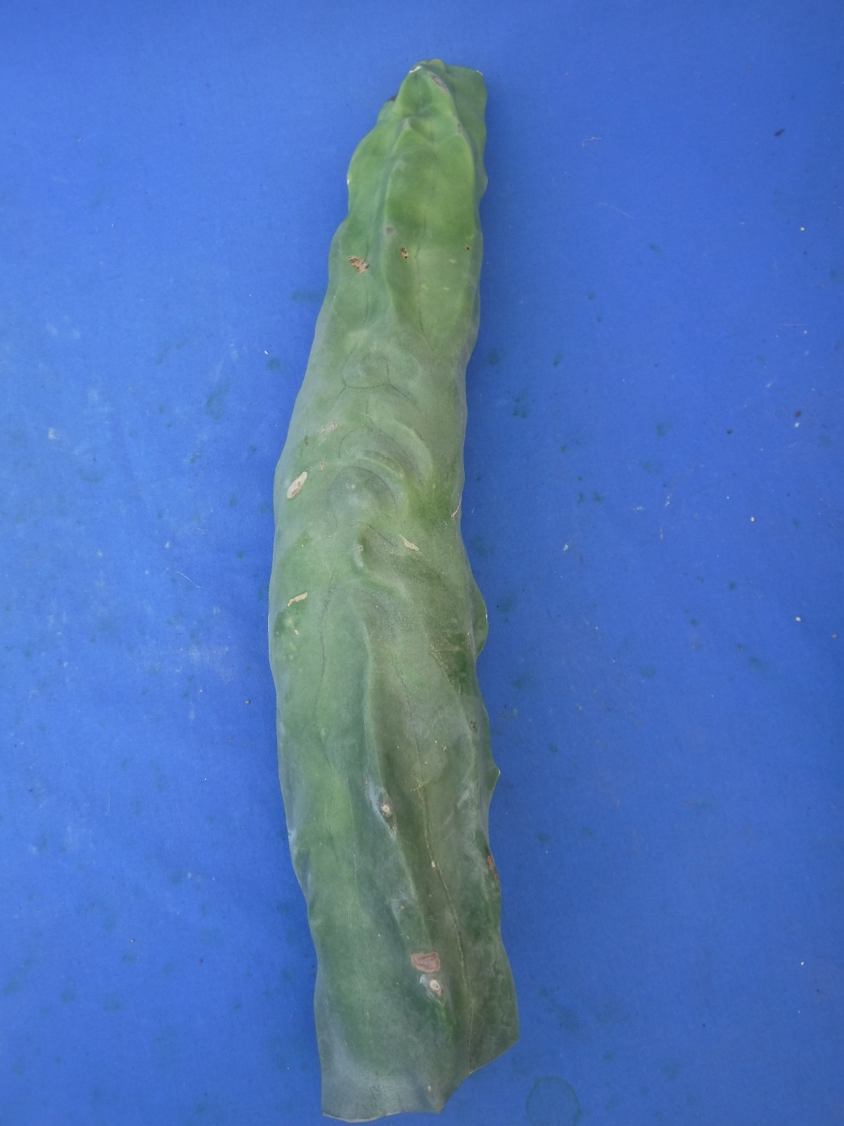 1 Totem Pole Cactus Lophocereus schottii 14″ Unrooted Cutting Landscaping B7