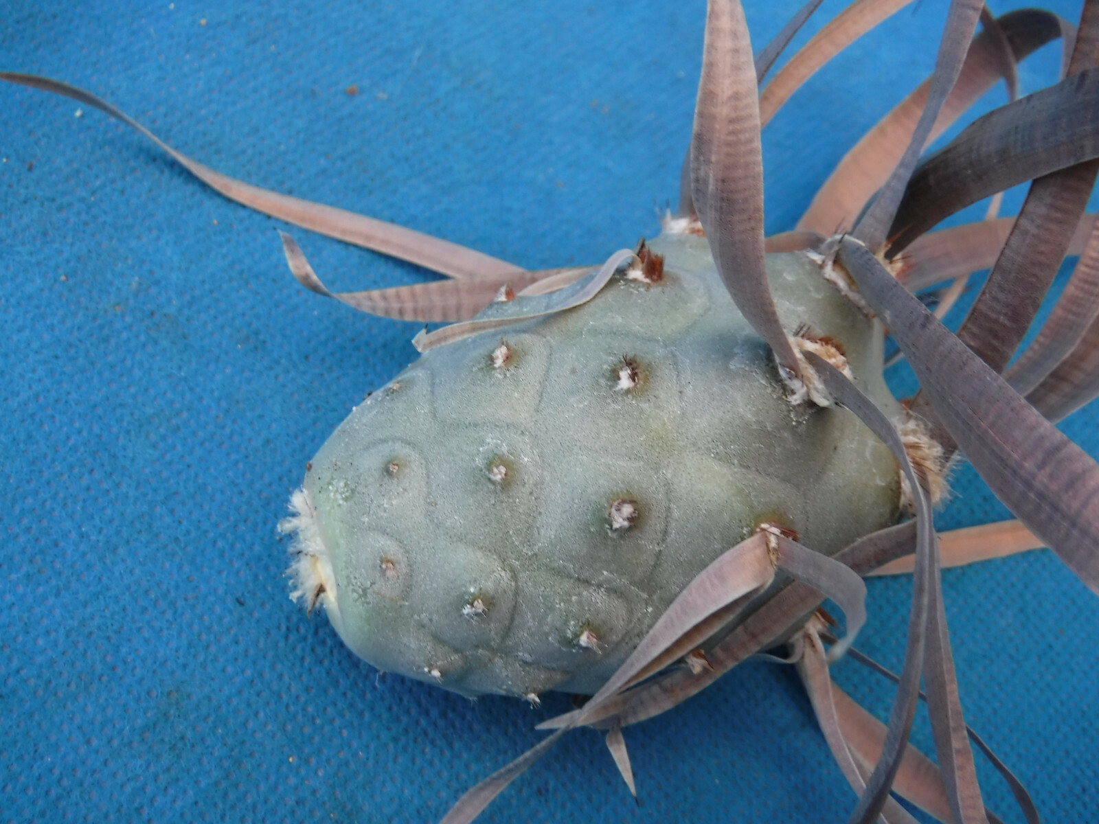 Tephrocactus articulatus “Paper Spine” LARGE BROWN SPINE CULTIVAR One Segment