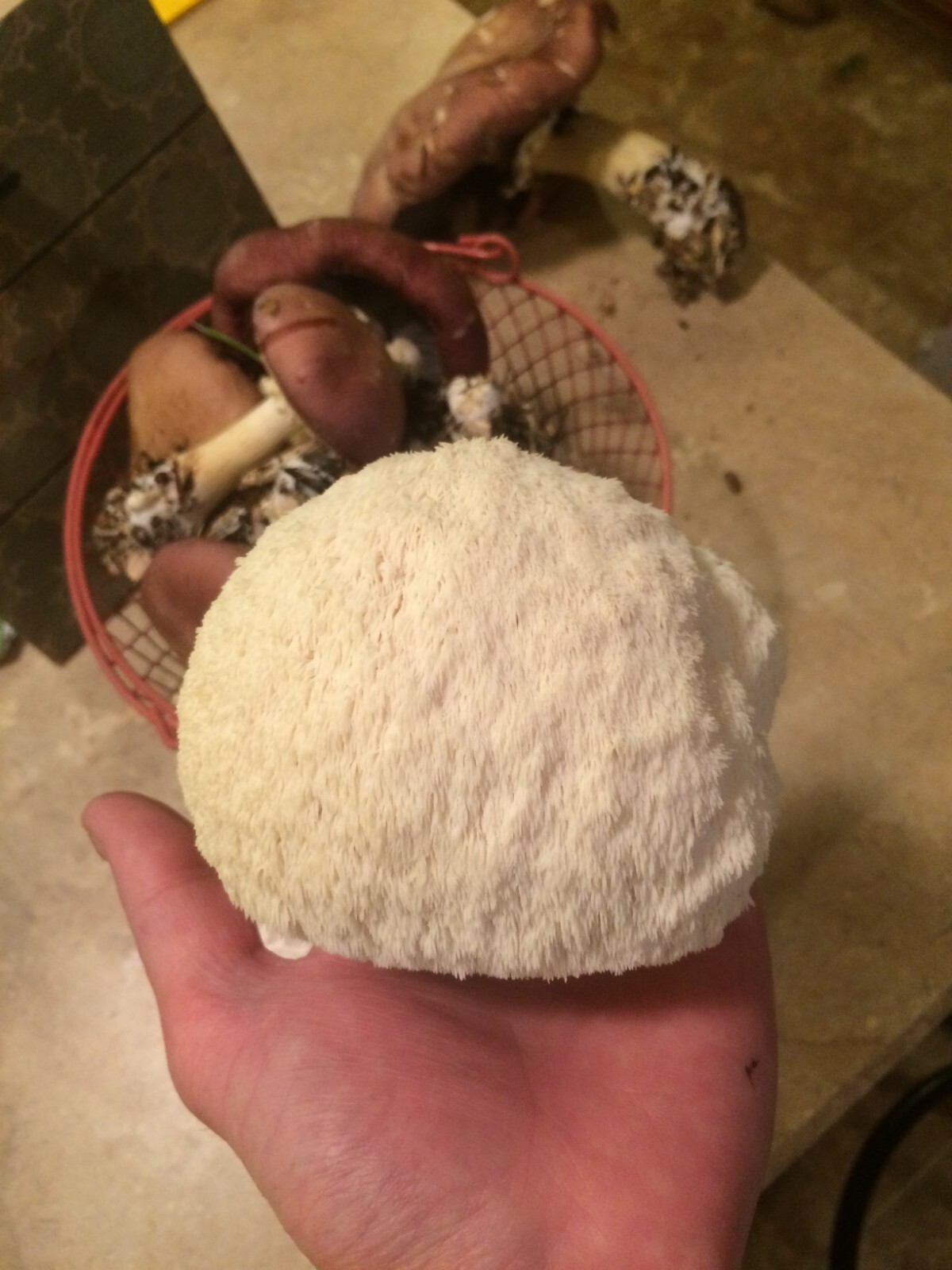 Lion’s Mane Mushroom Plug Spawn 100X – FREE USA shipping