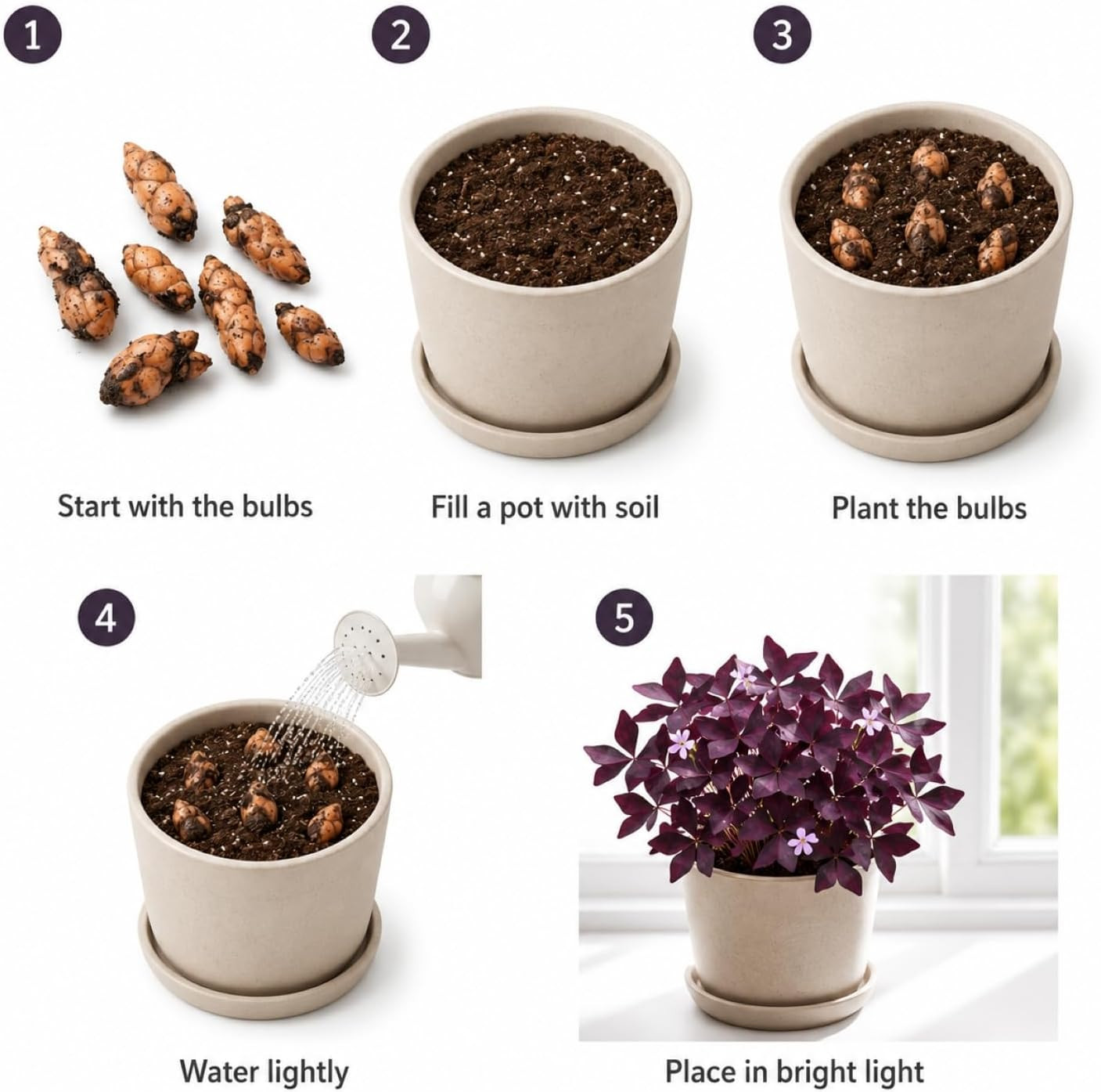 Pack of 24 Purple Shamrocks Bulbs, Oxalis Bulbs for Planting, Oxalis Triangulari