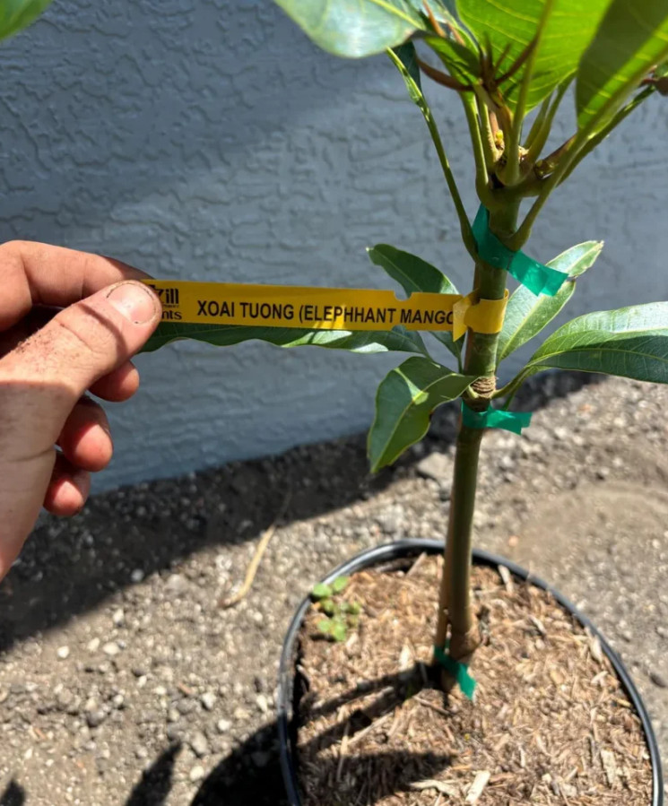 Live Grafted Elephant Mango Tree – 3 Gal Pot – Tropical Fruit Tree – No Ship CA