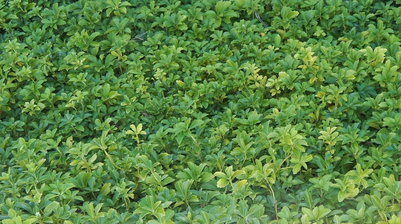 15 + Pachysandra cuttings Japanese Spurge Ground Cover Evergreen Perennial