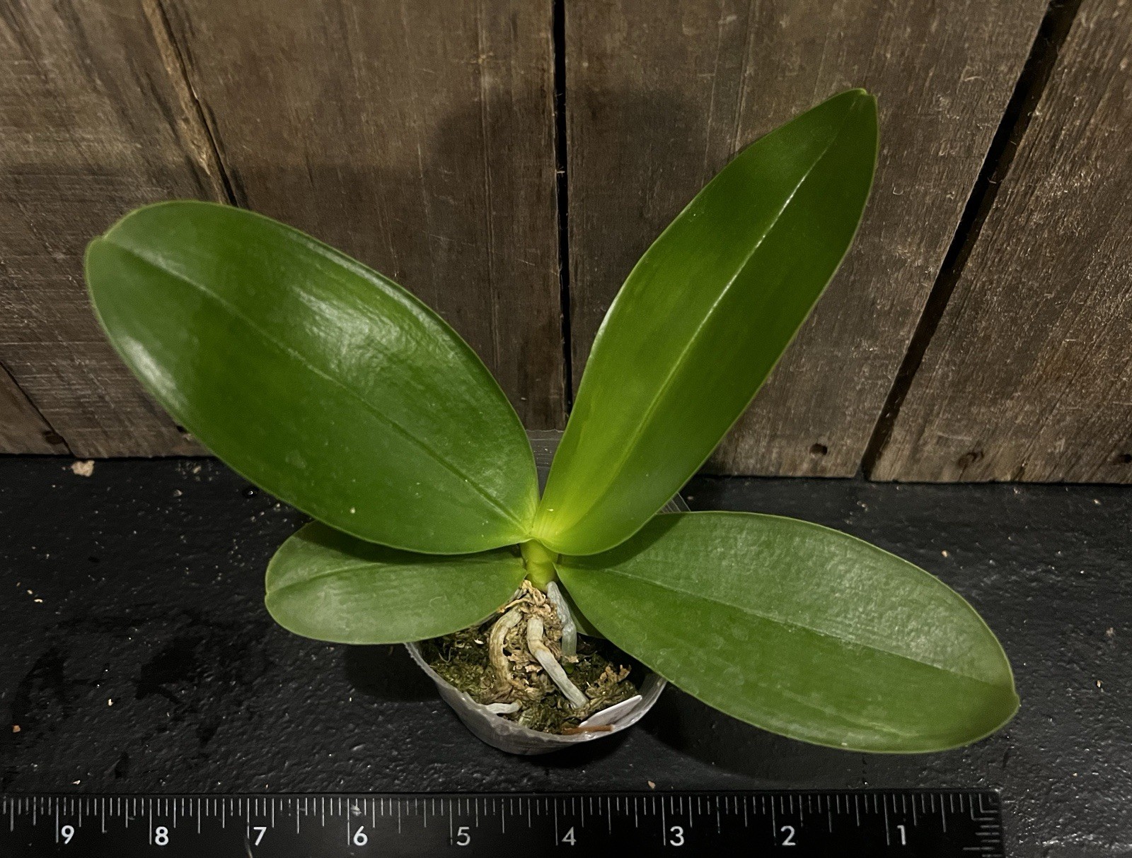Phal. Yaphon Black Rose, Mericlone, Blooming Size, FREE Shipping