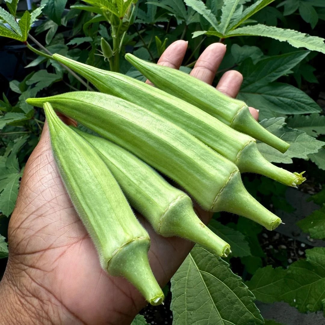 100+ Louisiana Green Velvet Okra Seeds ——– 1941 AAS winner