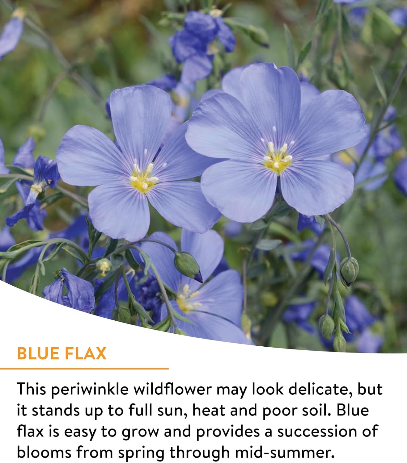 Wildflower 25,000 Bulk, 1 Bag, 18 Varieties of Non-Gmo Flower Seeds Pollinator G