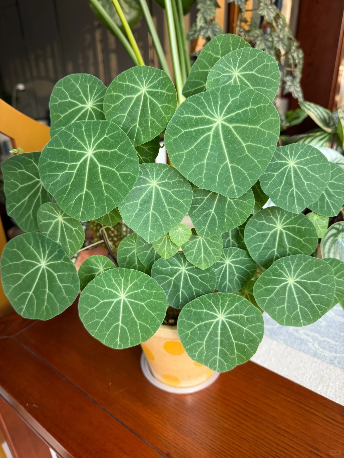 1 Stephania Pierrei Live Bulb, Climbing Plant for Home Decor（only bulb)