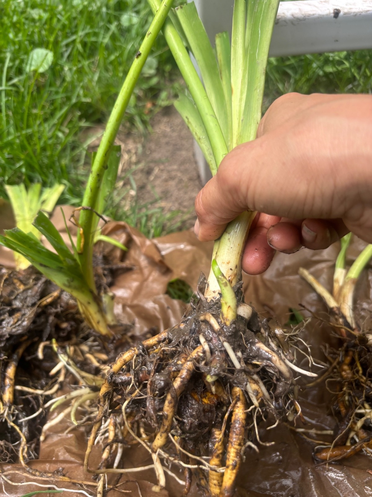 10 Orange Daylily BARE ROOTED PLANTS. Multiply Rapidly