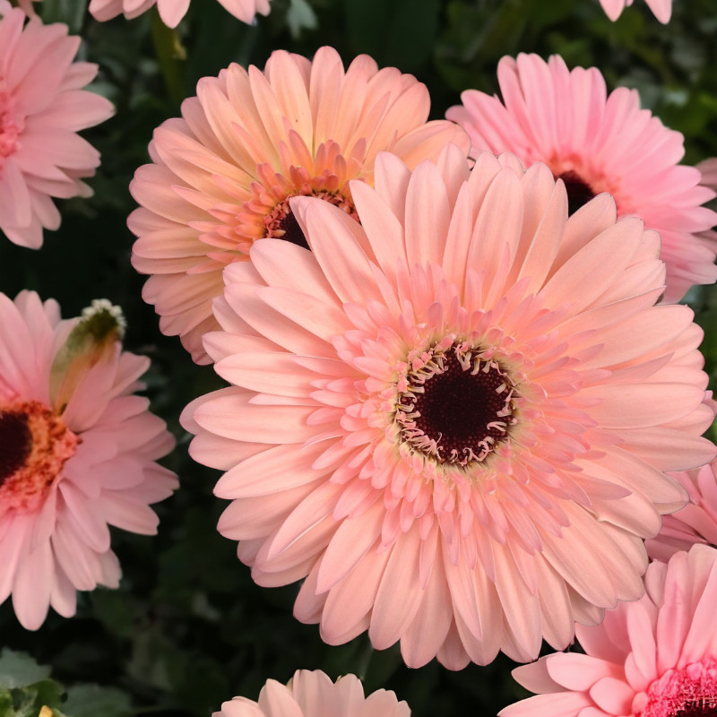 Gerbera Daisy Seeds 50+ Seeds Mum Flower, Flower Seeds, Annual, Flower Beds