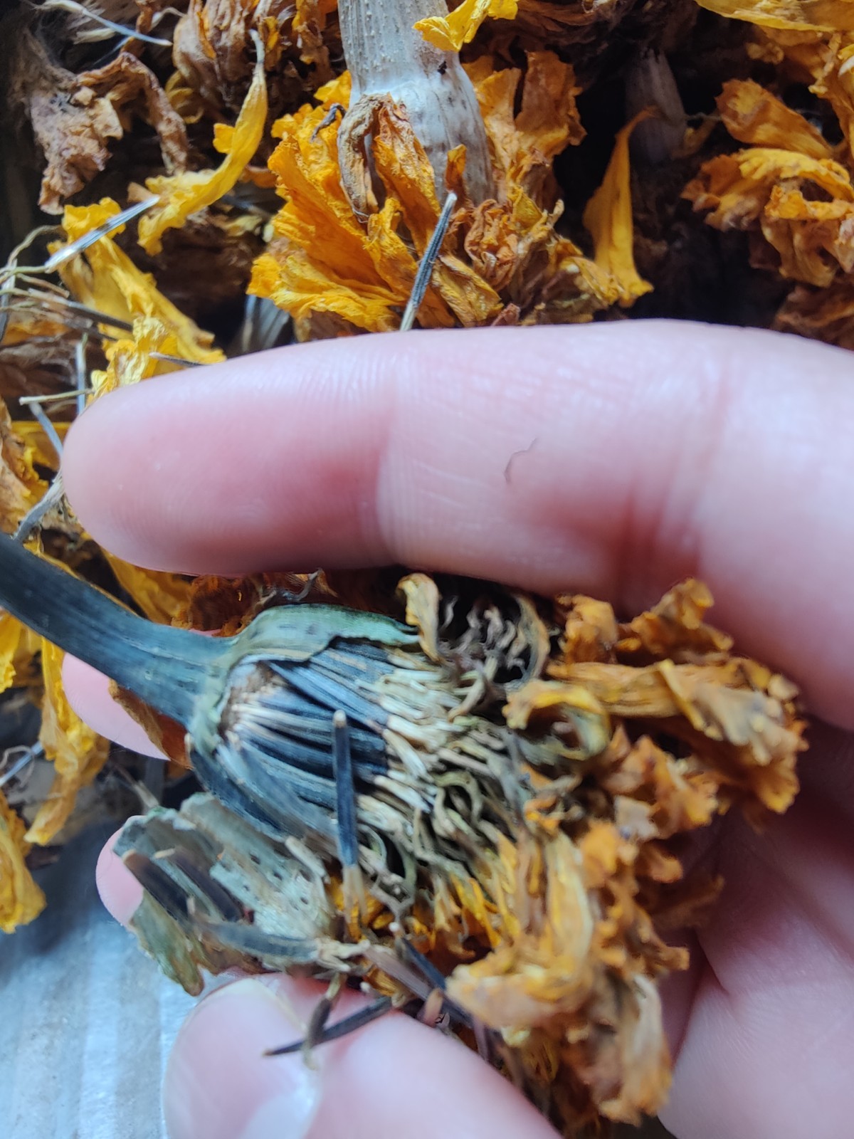 200 Giant Crackerjack Hawaii Marigold seeds