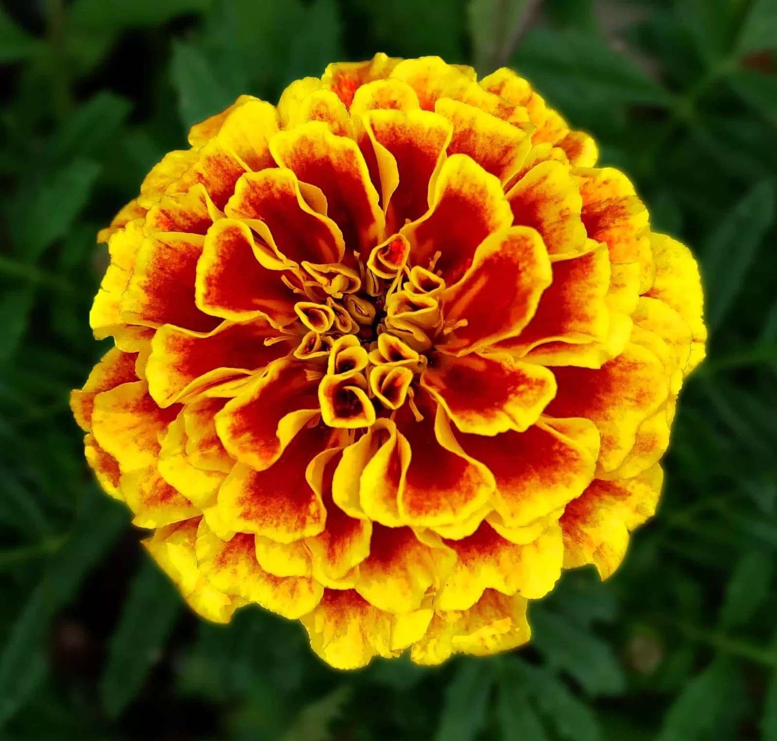300+ French Marigold DWARF NAUGHTY MARIETTA — HEIRLOOM