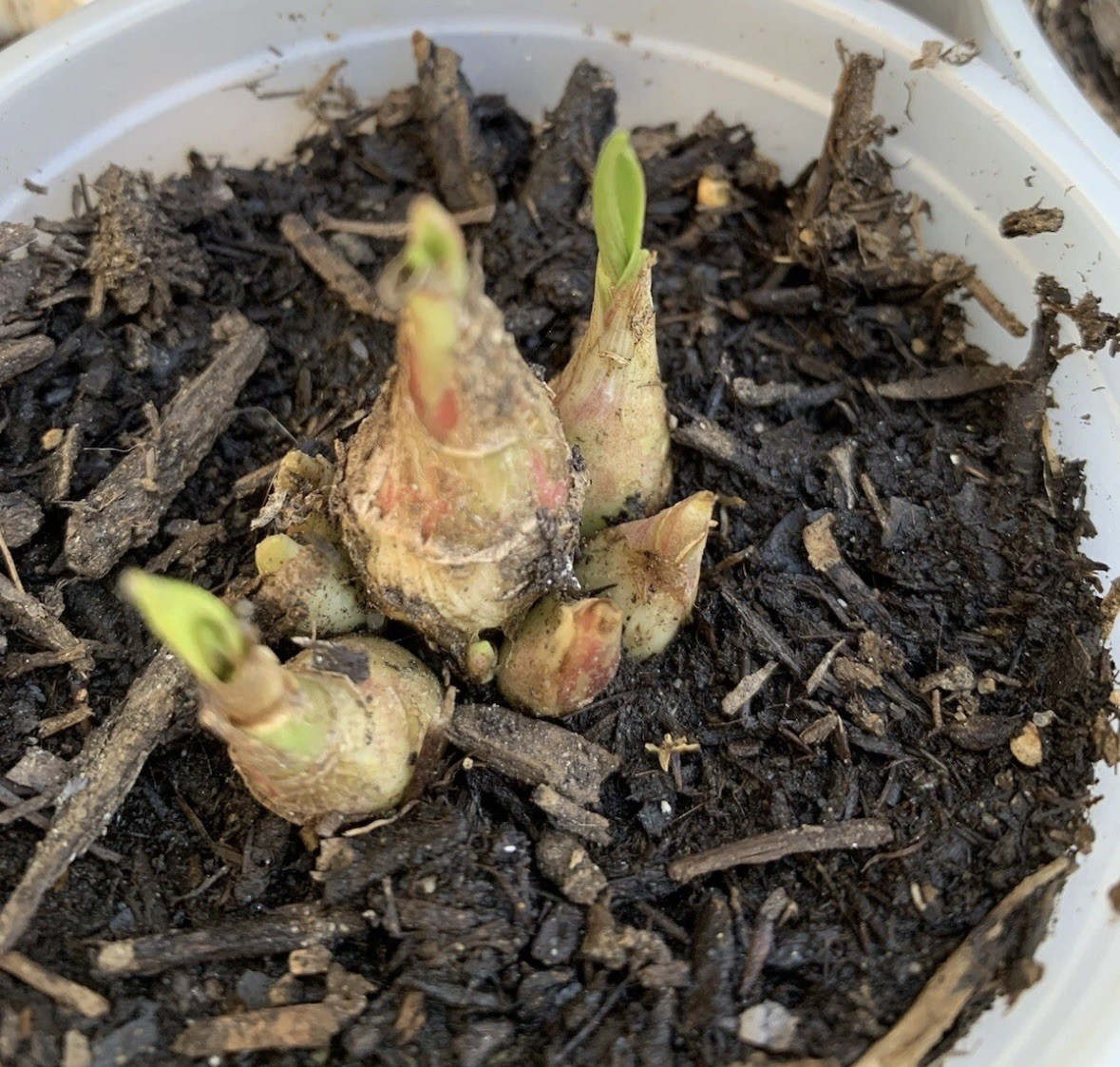 Tuberose Clump Singles Bulbs Sz M/ L Rooted & Sprouted Ready To Plant
