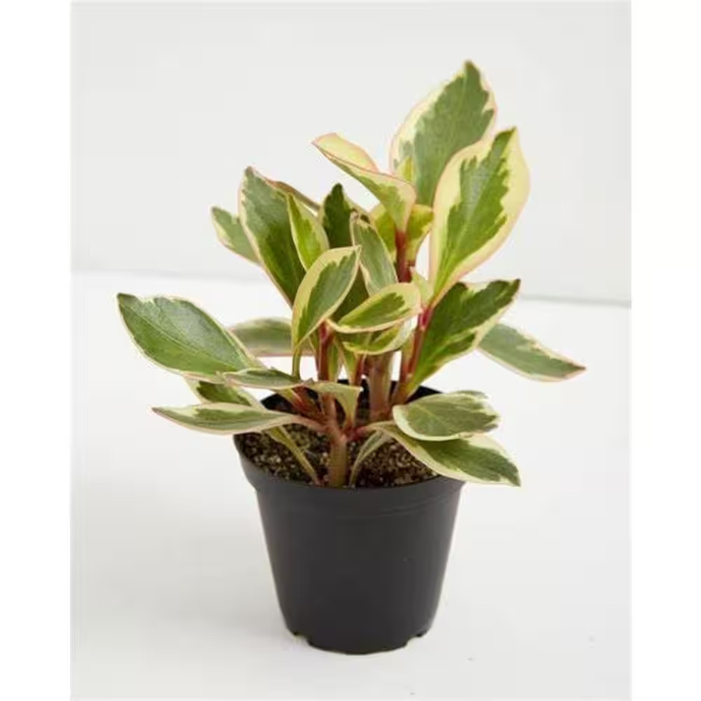 Peperomia Ginny-3 Live Plants in 4 In. Growers Pots-Peperomia Clusiifolia-Rare a