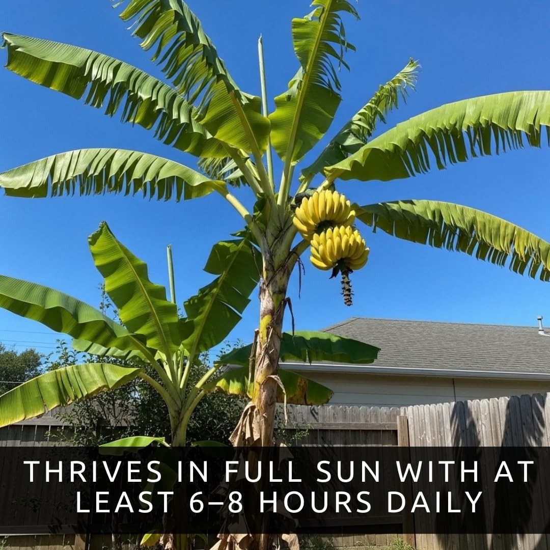 Banana Tree Seeds 10 EasytoGrow Seeds for Indoor or Patio Planting