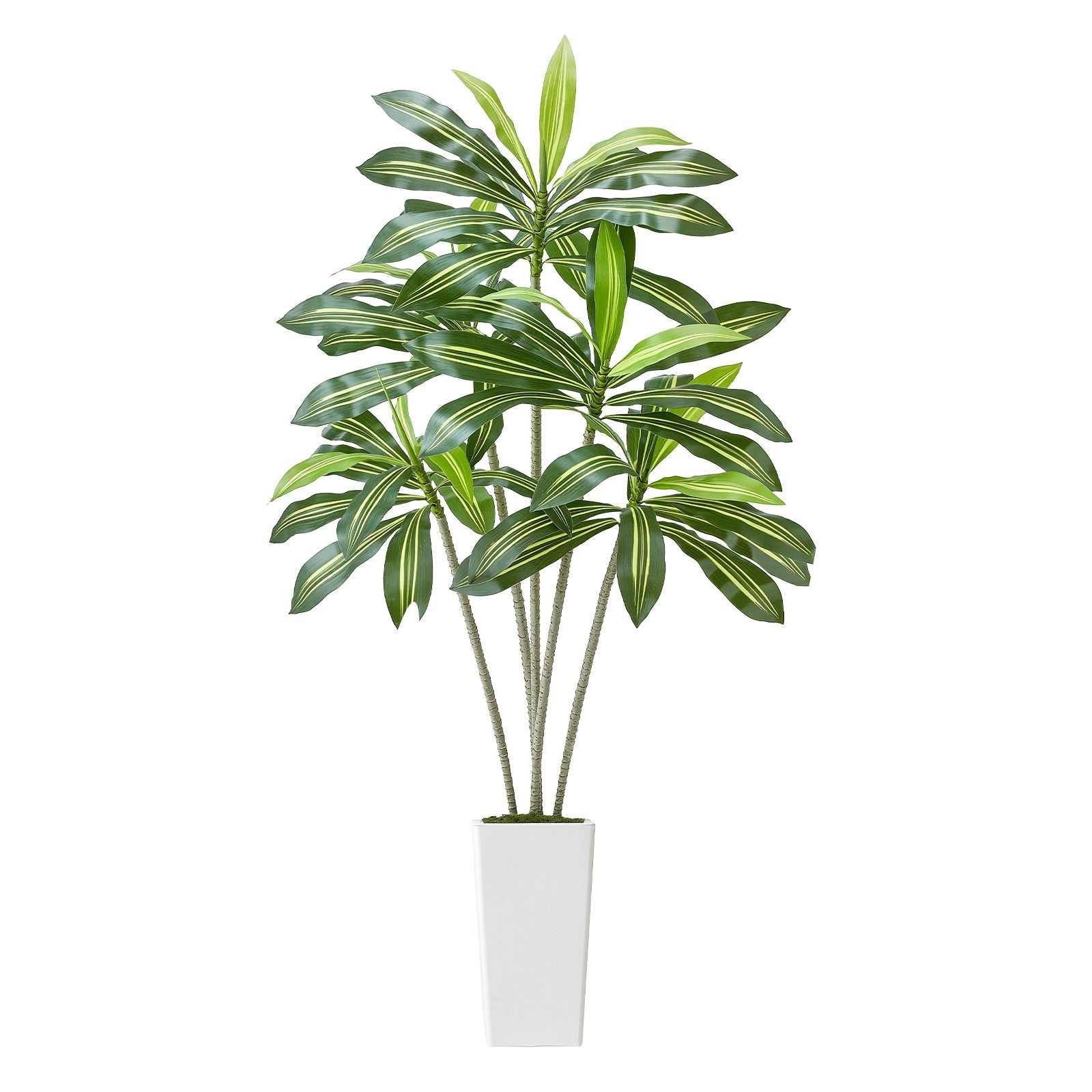 6ft Artificial Dracaena Tree, Faux Palm in White Planter, Indoor Outdoor Floor