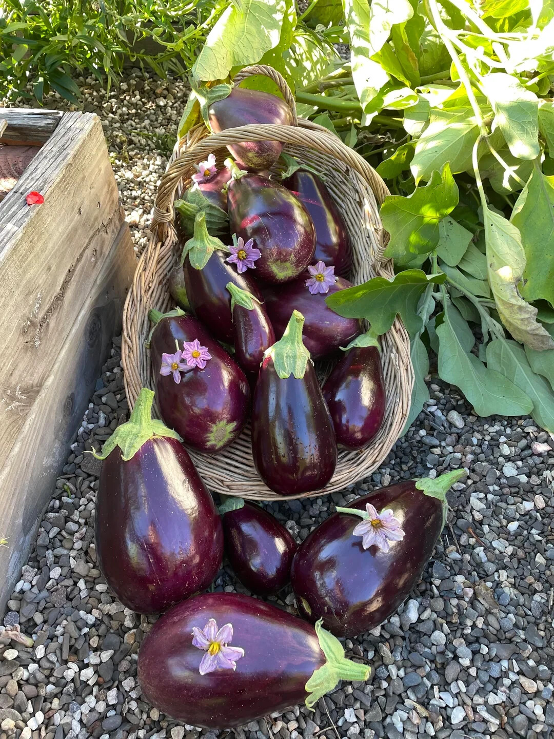 150 BLACK BEAUTY EGGPLANT SEEDS ~ heirloomseedguy ~ 2026 ~ NON-GMO