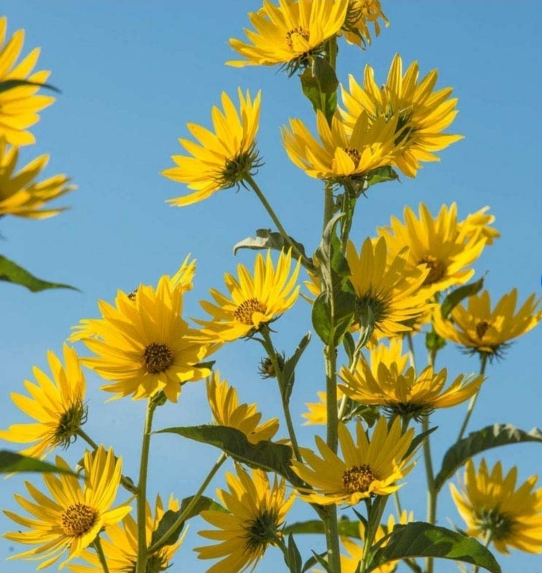 Maximillion Perennial Sunflower Seeds- Sun Choke- Jerusalem Artichoke- 50 Seeds