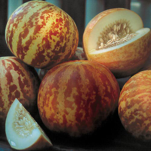Tigger Melon Seeds | Heirloom / Non-GMO | Free Shipping | Seed Store | 1056