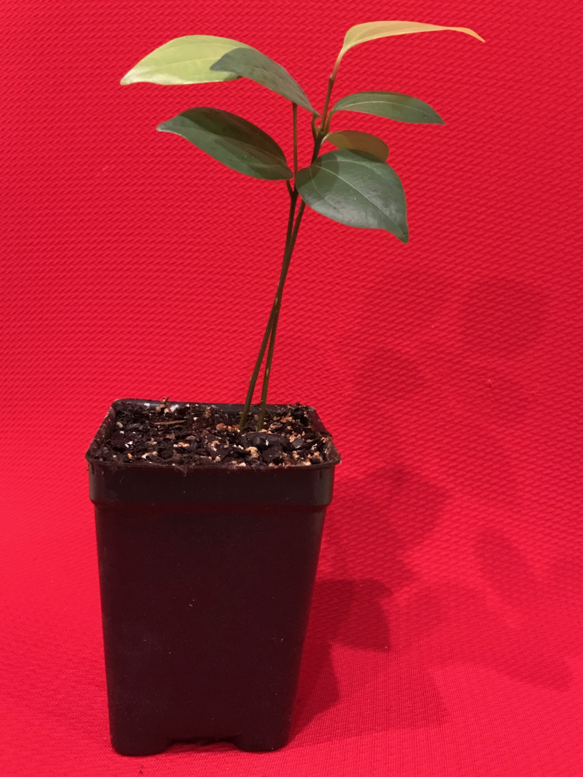 CEYLON CINNAMON Cinnamomum zeylanicum Starter Tree Potted Plant Spice Tea