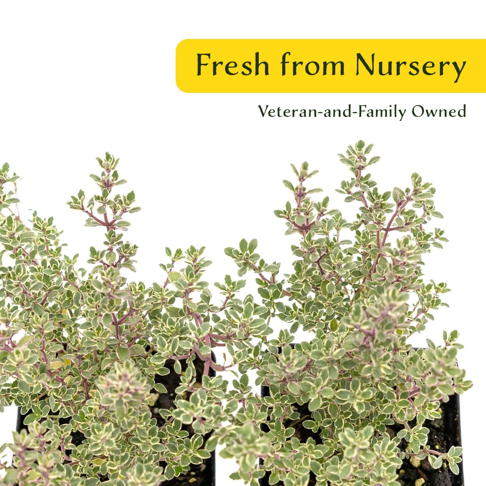 2 Silver Thyme Plants in 3.5″ Cubes, Live Aromatic Variegated Herb (Thymus)