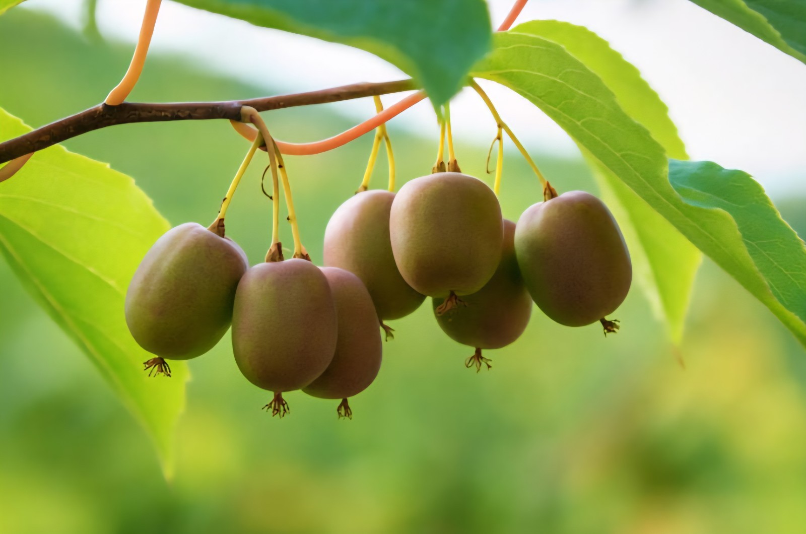 1 Kiwi Berry Female Anna Actinidia arguta 3yr Plant Zones 4-9 (Male Avail.)
