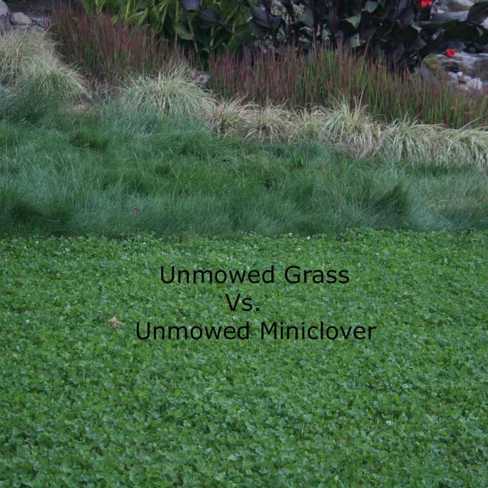 10 LBS Miniclover Seed For Planting No Mow Drought Tolerant Clover Lawns