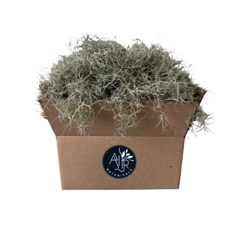 1LB/GAL Fresh Live Flowering SPANISH MOSS from Florida- Tillandsia AIR PLANT
