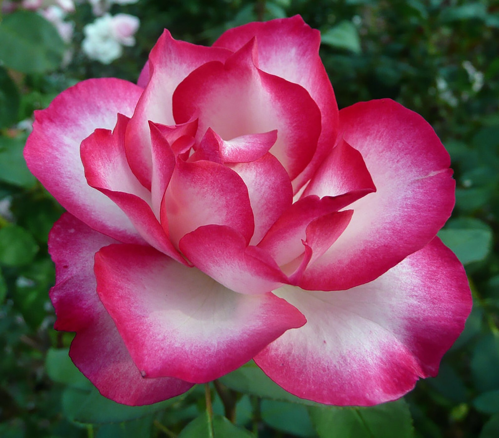 Midnight Blue, Black, Duo Color Rose 100 Seeds~ Rare-Free Shipping-USA Seller